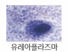 유레아플라즈마 현미경 이미지