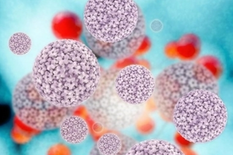 인유두종바이러스(HPV) 이미지